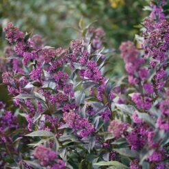 Pearl Glam® Beautyberry - 4" Pot - Callicarpa - Proven Winners