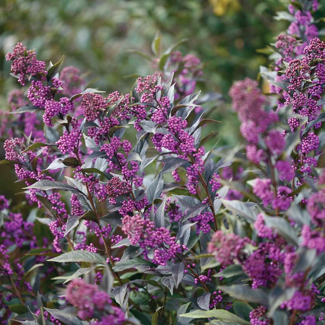 Pearl Glam® Beautyberry - 4" Pot - Callicarpa - Proven Winners 1 Pearl Glam® Beautyberry - 4" Pot - Callicarpa - Proven Winners