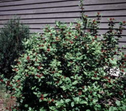 Calycanthus Aphrodite PPAF- Sweetshrub - Fragrant - Proven Winners - 4" Pot -Plant Sale Shop calycanthusaphrodite2 54606.1615344537