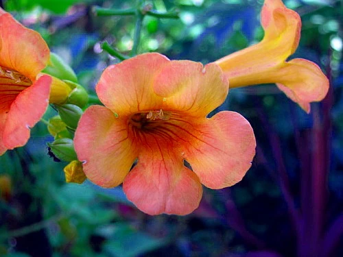 Indian Summer Trumpet Vine Plant - Campsis - 2.5" Pot 2 Indian Summer Trumpet Vine Plant - Campsis - 2.5" Pot - Image 2