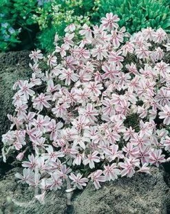 Candy Stripe Creeping Phlox Perennial - Gallon Pot 3 Candy Stripe Creeping Phlox Perennial - Gallon Pot -Plant Sale Shop candy1stripephlox 04360.1618488326