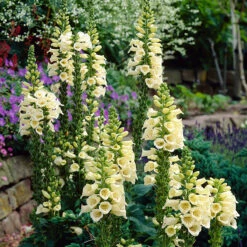 Carillon Dwarf Foxglove - Digitalis - Hardy Perennial Plant - Quart Pot -Plant Sale Shop carillondig 59702.1616329857