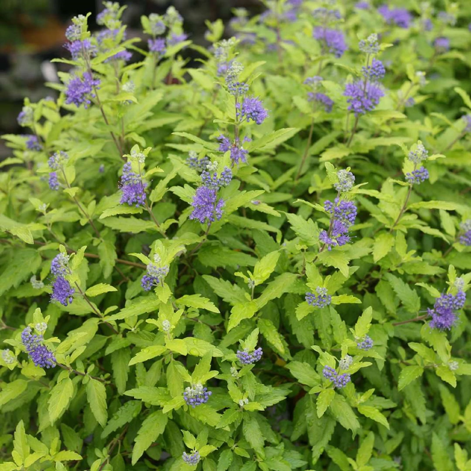 Sunshine Blue® II Bluebeard - Caryopteris Incana - Proven Winners - 4" Pot 1 Sunshine Blue® II Bluebeard - Caryopteris Incana - Proven Winners - 4" Pot