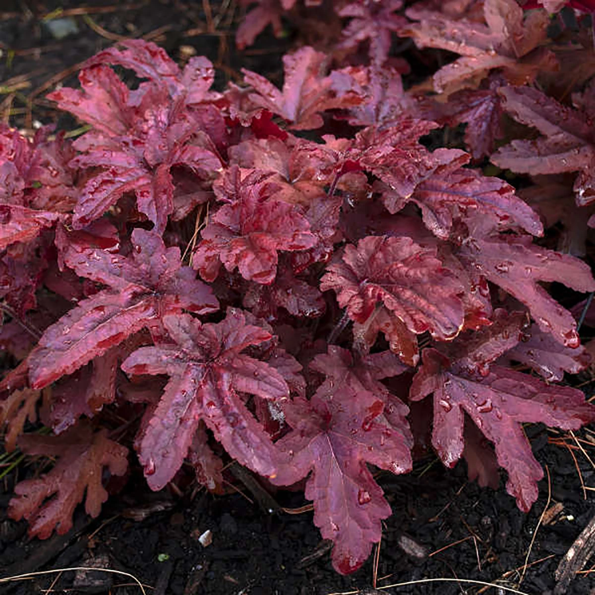 Fun And Games® Red Rover Heucherella - Foamy Bells - Gallon Pot - Shade Lover 1 Fun And Games® Red Rover Heucherella - Foamy Bells - Gallon Pot - Shade Lover