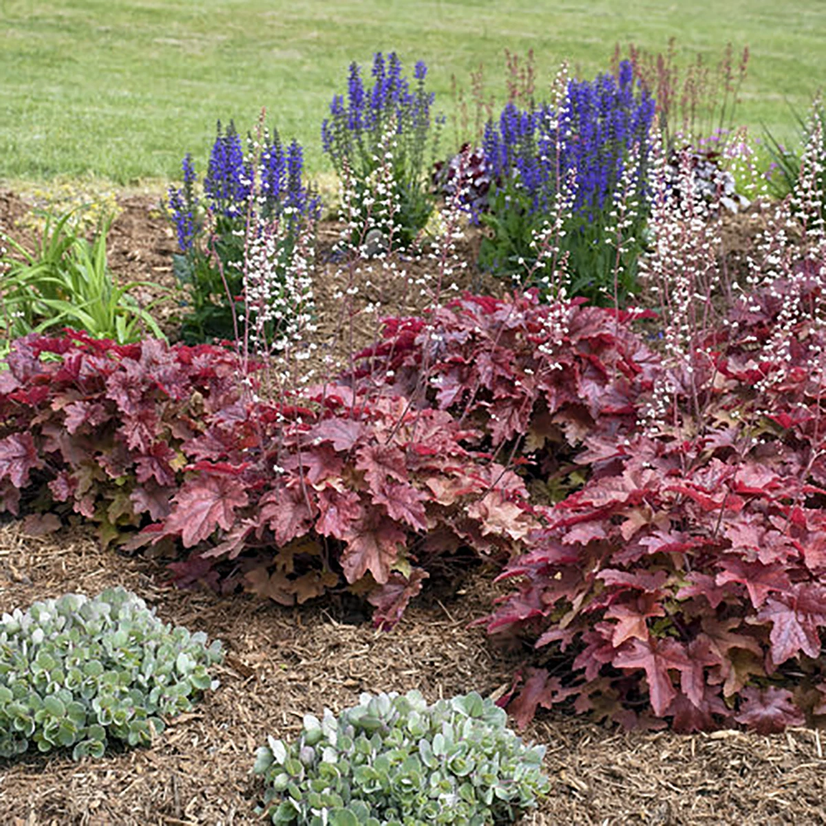 Fun And Games® Red Rover Heucherella - Foamy Bells - Gallon Pot - Shade Lover 2 Fun And Games® Red Rover Heucherella - Foamy Bells - Gallon Pot - Shade Lover - Image 2