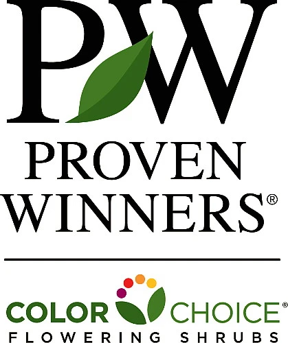 White Bloom-A-Thon® Everblooming Azalea - Everblooming -Proven Winners- 4" Pot - Image 3