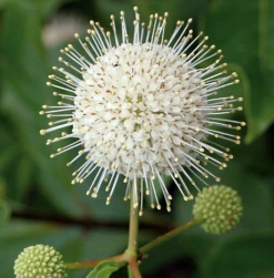 SUGAR SHACK® Cephalanthus Occidentalis - 4" Pot - Proven Winners -Plant Sale Shop cephalsugarshack2 62991.1615344559
