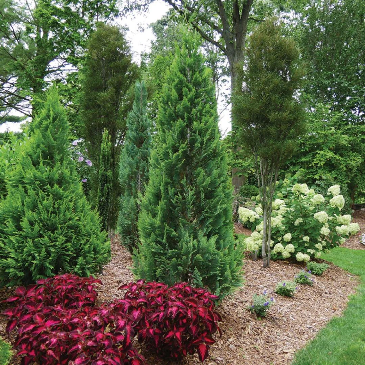 PINPOINT® Blue & Gold - False Cypress Chamaecyparis - 4" Pot 1 PINPOINT® Blue & Gold - False Cypress Chamaecyparis - 4" Pot