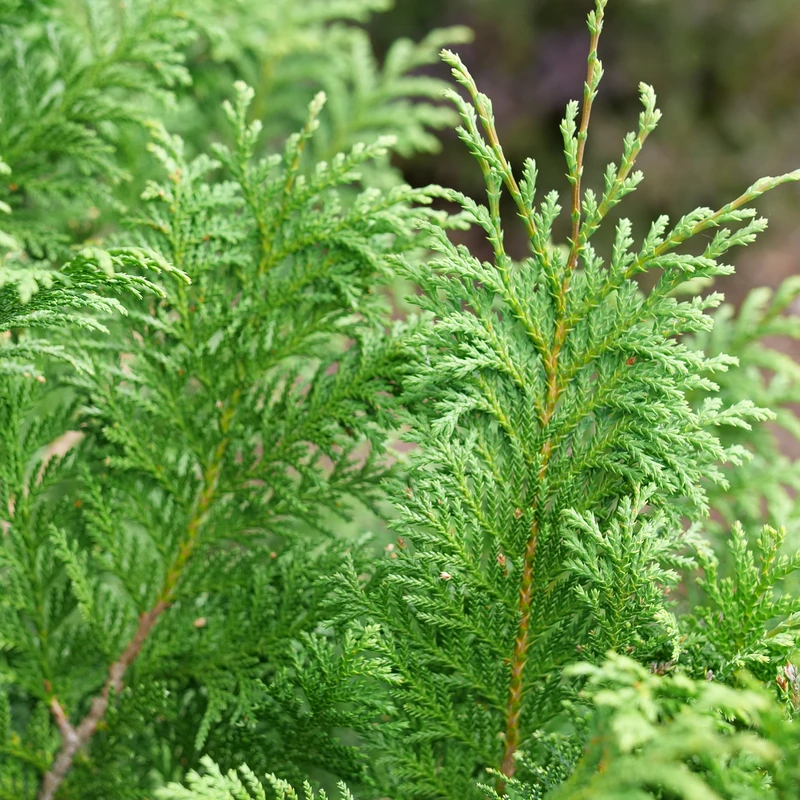 CEDAR RAPIDS™ False Cypress -Chamaecyparis Pisifera - Proven Winners - 4" Pot 2 CEDAR RAPIDS™ False Cypress -Chamaecyparis Pisifera - Proven Winners - 4" Pot - Image 2
