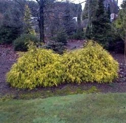 Golden Mop False Cypress -Chamaecyparis- Outside/Bonsai - 4" Pot -Plant Sale Shop chamaecyparismop1 35763.1615344466