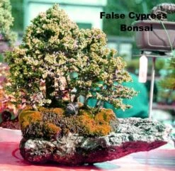 Golden Mop False Cypress -Chamaecyparis- Outside/Bonsai - 4" Pot -Plant Sale Shop chamaecyparismop4 75911.1615344466