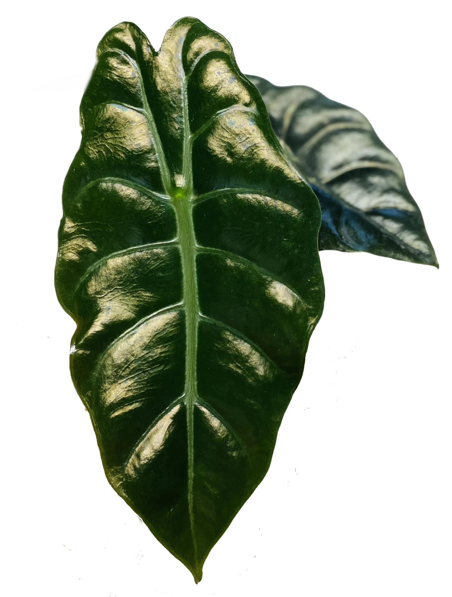 Chantrieri African Mask Plant - Alocasia - Houseplant - 4" Pot 2 Chantrieri African Mask Plant - Alocasia - Houseplant - 4" Pot - Image 2