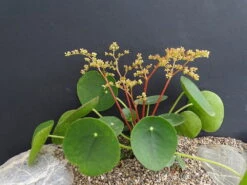 Chinese Money Plant - 4" Mini Hanging Basket - Pilea Peperomioides 5 Chinese Money Plant - 4" Mini Hanging Basket - Pilea Peperomioides -Plant Sale Shop chinesemoneyplant4 46740.1616199456