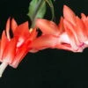 Orange Christmas Cactus Plant - Zygocactus - 6" Pot
