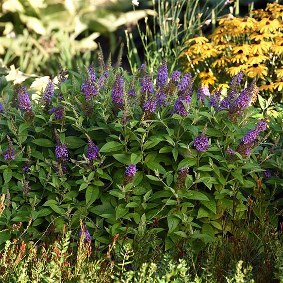 Chrysalis™ Blue Butterfly Bush - Buddleia - Compact - Gallon Pot 2 Chrysalis™ Blue Butterfly Bush - Buddleia - Compact - Gallon Pot - Image 2
