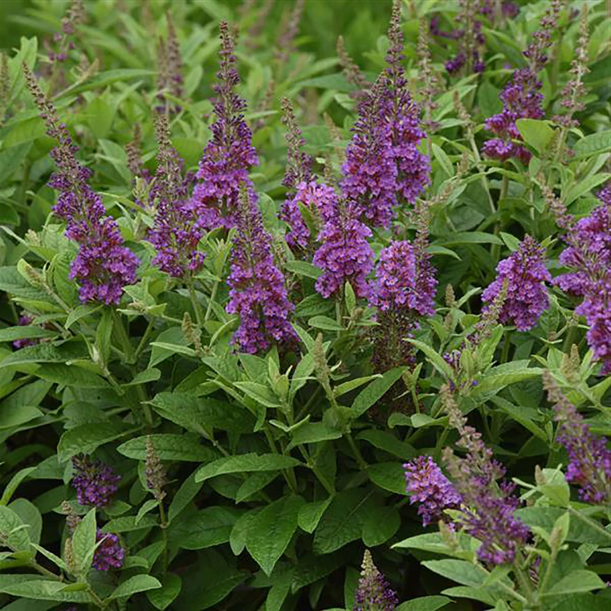 Chrysalis™ Blue Butterfly Bush - Buddleia - Compact - Gallon Pot 1 Chrysalis™ Blue Butterfly Bush - Buddleia - Compact - Gallon Pot