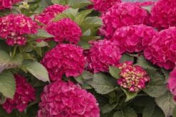 CITYLINE® Paris Hydrangea Macrophylla - Intense Red - Proven Winners - 4" Pot