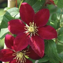 Niobe Clematis Vine -Deep Ruby Red - Majestic - 2.5" Pot