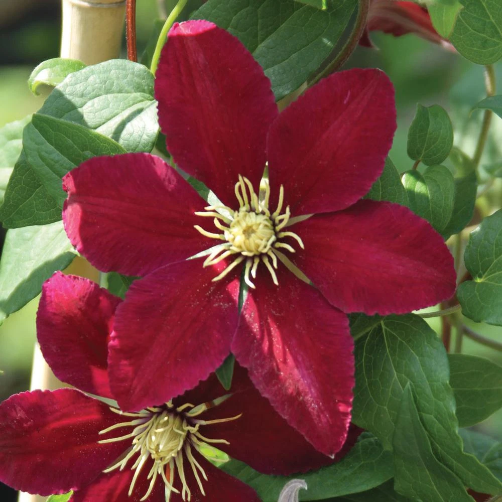Niobe Clematis Vine -Deep Ruby Red - Majestic - 2.5" Pot 1 Niobe Clematis Vine -Deep Ruby Red - Majestic - 2.5" Pot