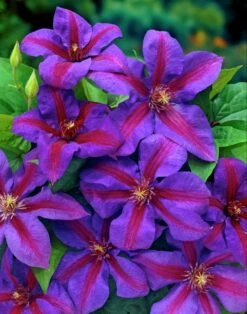 Mrs. N. Thompson Clematis Vine - Purple & Scarlet Blooms - 2.5" Pot