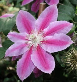 Dr. Ruppel Clematis Vine - Perennial - 2.5" Pot