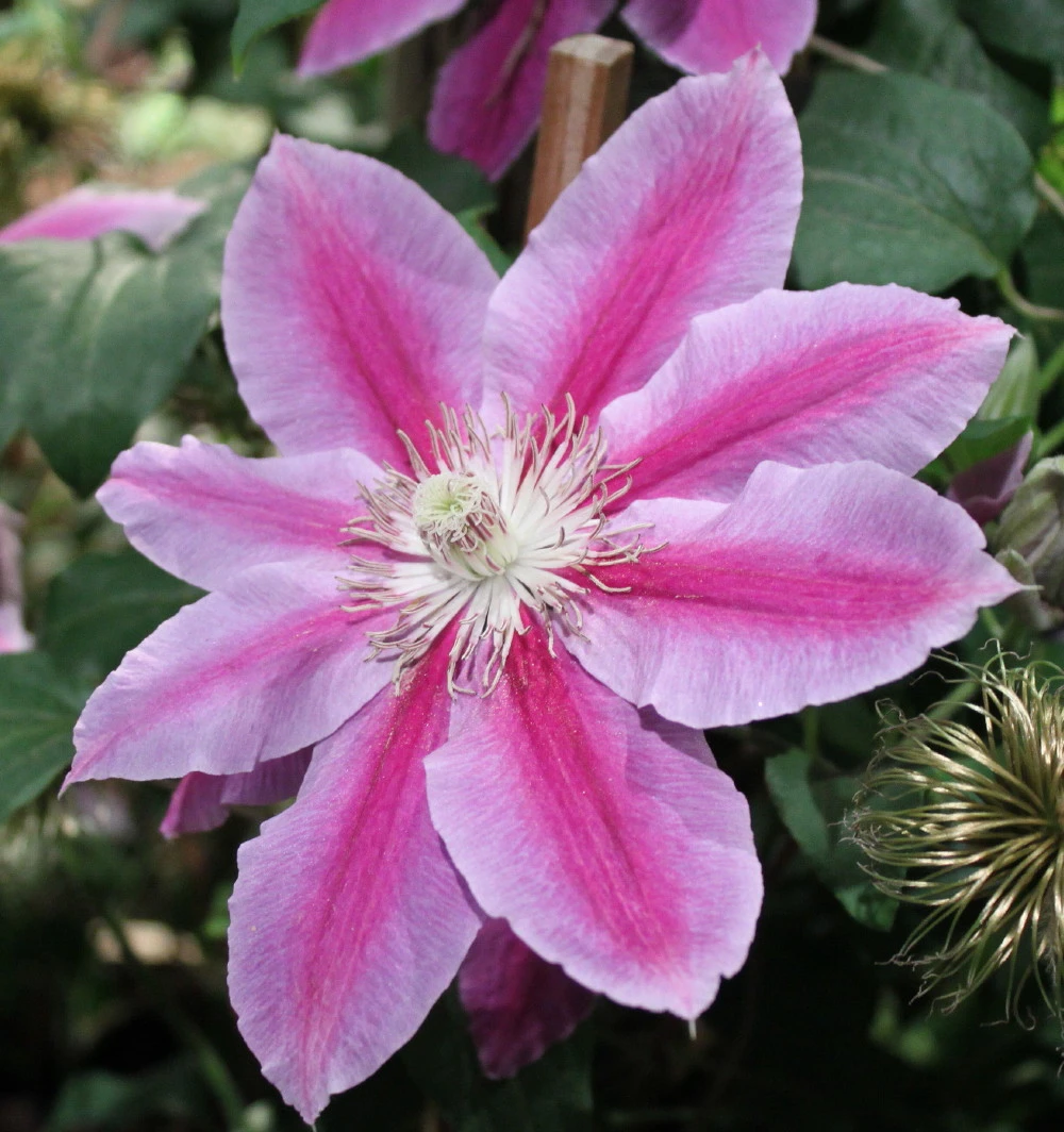 Dr. Ruppel Clematis Vine - Perennial - 2.5" Pot 1 Dr. Ruppel Clematis Vine - Perennial - 2.5" Pot