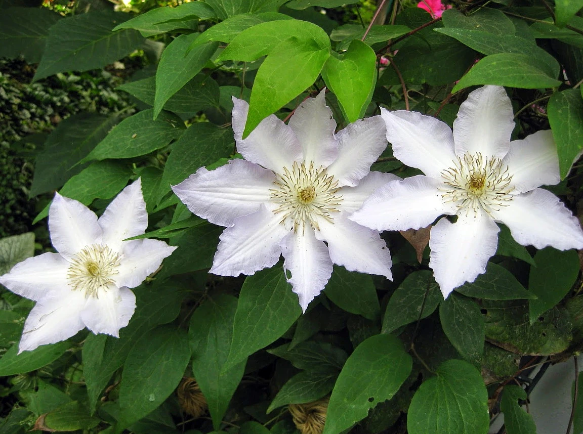 Gillian Blades Clematis - Hint Of Blue To Pure White - 2.5" Pot 2 Gillian Blades Clematis - Hint Of Blue To Pure White - 2.5" Pot - Image 2