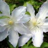 Gillian Blades Clematis - Hint Of Blue To Pure White - 2.5" Pot
