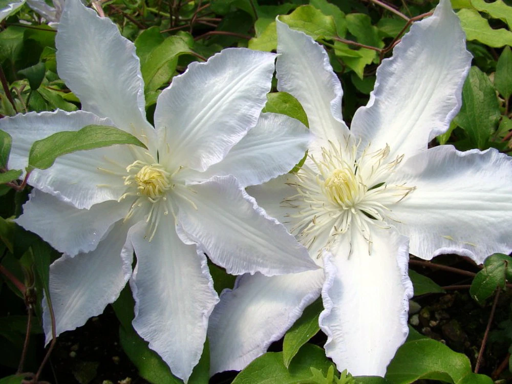 Gillian Blades Clematis - Hint Of Blue To Pure White - 2.5" Pot 1 Gillian Blades Clematis - Hint Of Blue To Pure White - 2.5" Pot