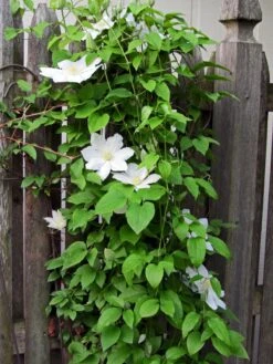 Henryi Clematis Vine - Pure White - 2.5" Pot -Plant Sale Shop clematishenryi1 99329.1615344782