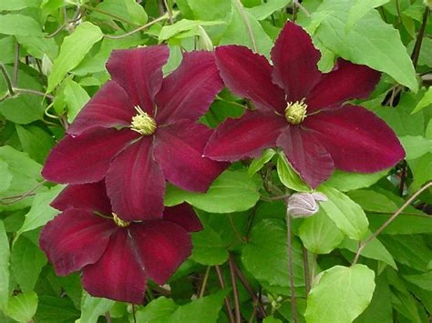 Niobe Clematis Vine -Deep Ruby Red - Majestic - 2.5" Pot 2 Niobe Clematis Vine -Deep Ruby Red - Majestic - 2.5" Pot - Image 2