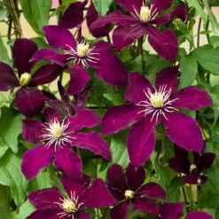 Niobe Clematis Vine -Deep Ruby Red - Majestic - 2.5" Pot 6 Niobe Clematis Vine -Deep Ruby Red - Majestic - 2.5" Pot -Plant Sale Shop clematisniobe3 70079.1615344766