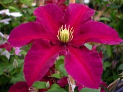 Niobe Clematis Vine -Deep Ruby Red - Majestic - 2.5" Pot 7 Niobe Clematis Vine -Deep Ruby Red - Majestic - 2.5" Pot -Plant Sale Shop clematisniobehr1 86406.1615344766