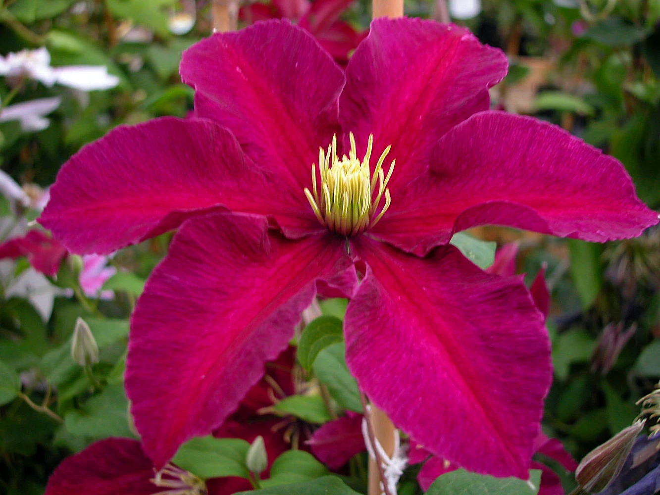 Niobe Clematis Vine -Deep Ruby Red - Majestic - 2.5" Pot 4 Niobe Clematis Vine -Deep Ruby Red - Majestic - 2.5" Pot - Image 4