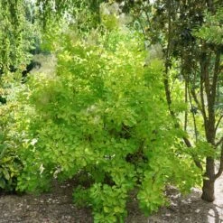 Winecraft Gold™ Smokebush - 4" Pot - Cotinus - Proven Winners -Plant Sale Shop continus winecraft gold 1 1080 1080 60 33830.1615344689