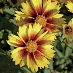 LI'L BANG™ Enchanted Eve Coreopsis Tickseed Perennial Plant - Quart Pot