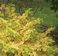 Arctic Sun® Cornus Sanguinea - Cato - Red Twig Dogwood- 4" Pot - Proven Winners -Plant Sale Shop cornusartic 18864.1615344577