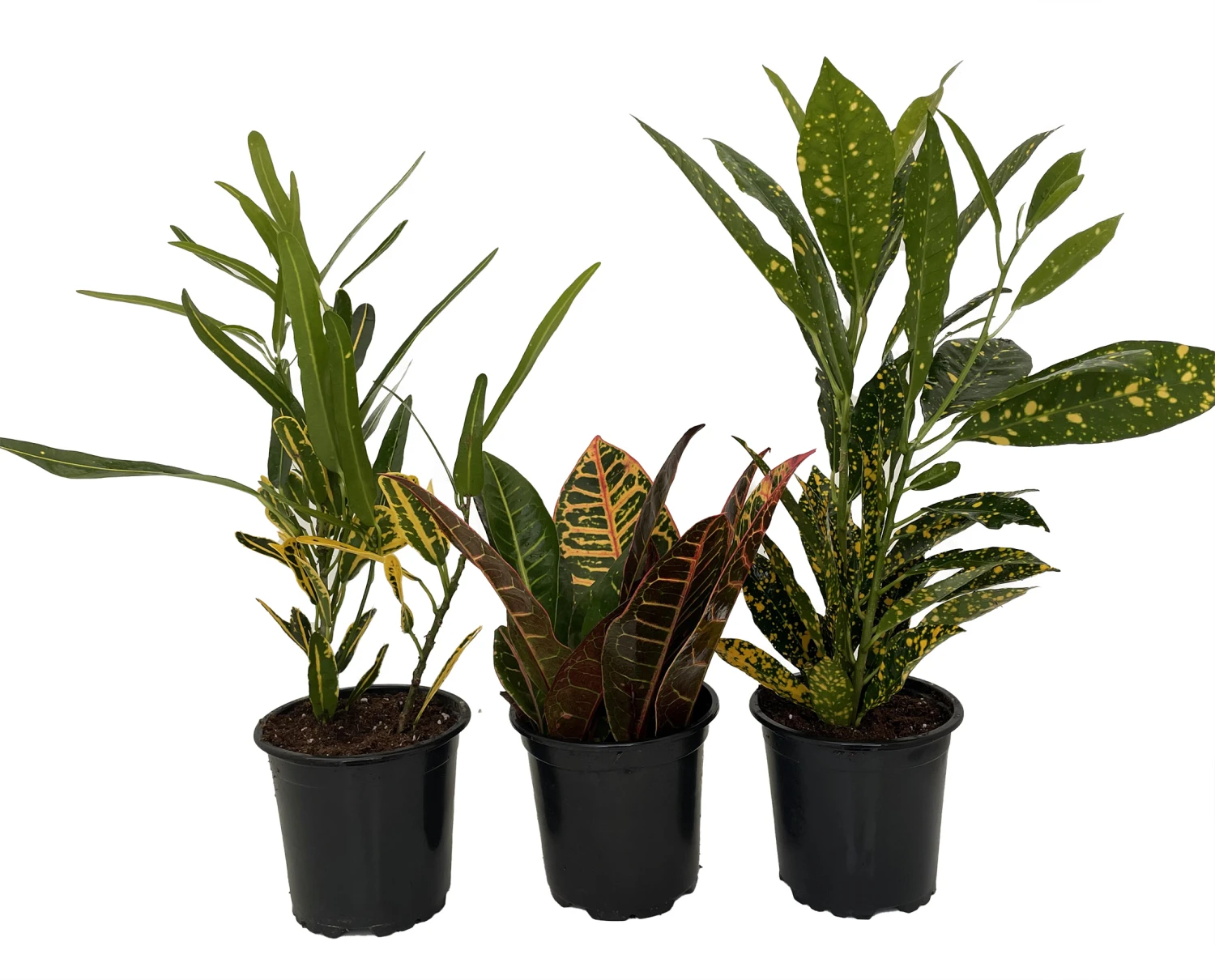 Croton Plant Assortment - 3 Pack In 4" Pots 2 Croton Plant Assortment - 3 Pack In 4" Pots - Image 2