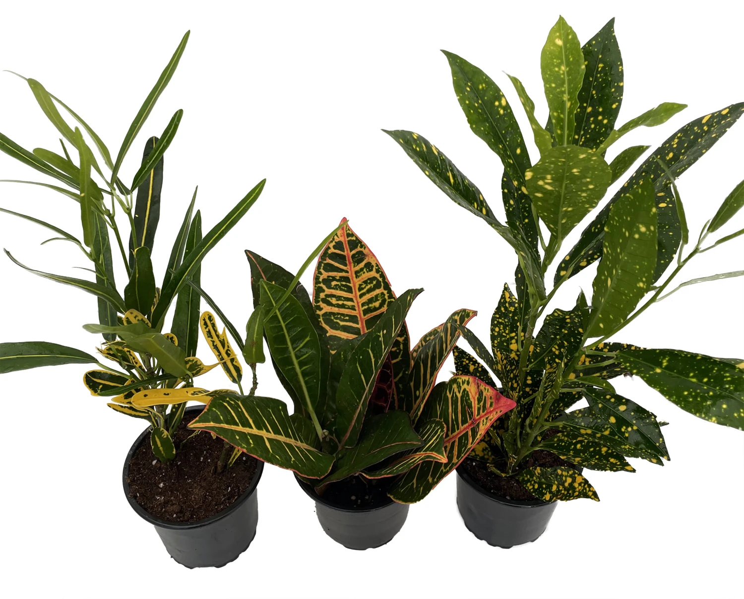 Croton Plant Assortment - 3 Pack In 4" Pots 1 Croton Plant Assortment - 3 Pack In 4" Pots