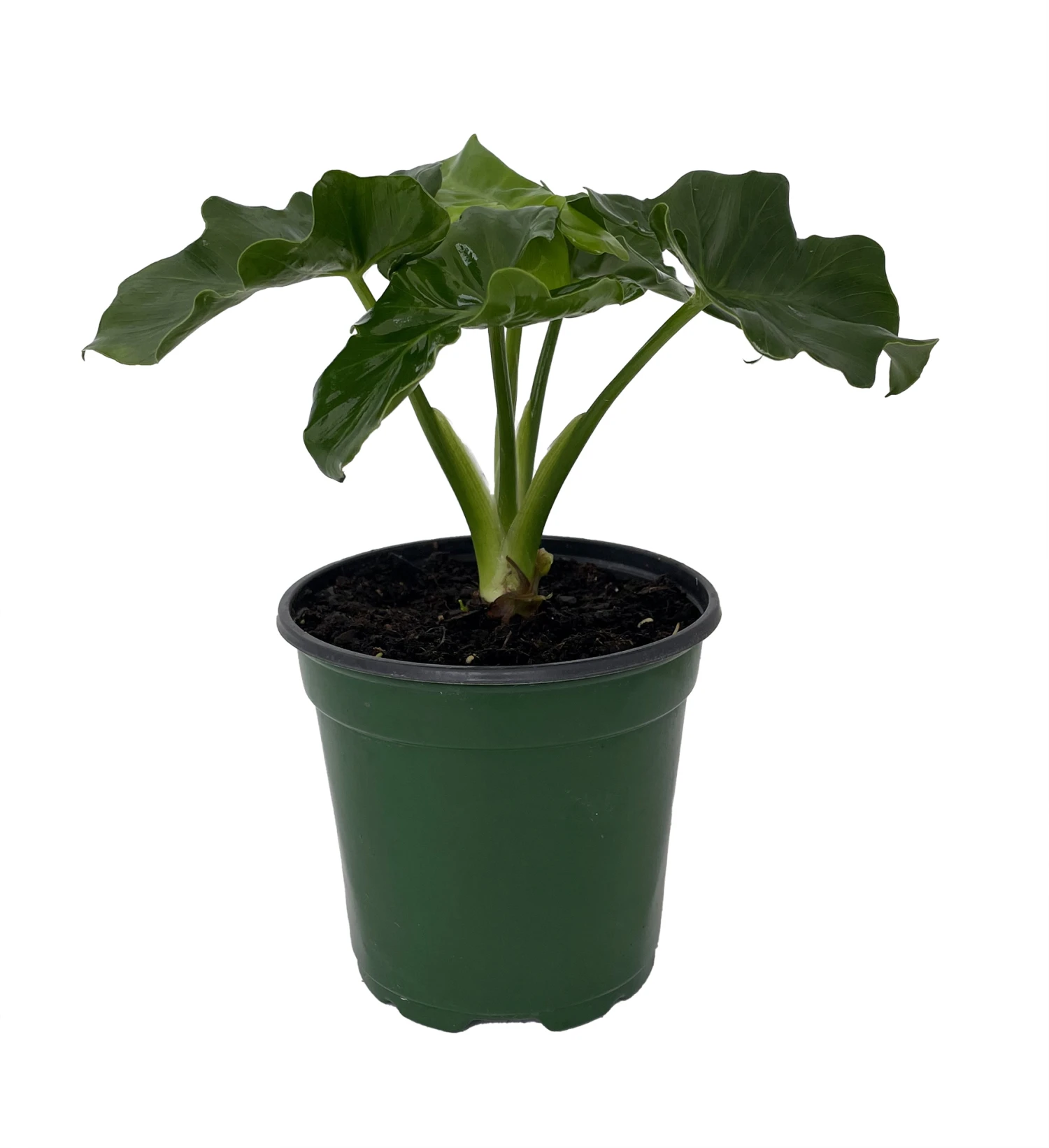 Super Dwarf Atom Philodendron - Easy House Plant - 4" Pot 2 Super Dwarf Atom Philodendron - Easy House Plant - 4" Pot - Image 2