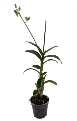 Dendrobium Orchid - 4" Pot - Assorted Colors - Easy To Grow Indoors -Plant Sale Shop dendrobiumorch4inbloom 88186.1670614902