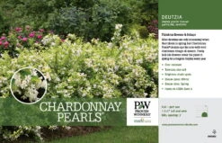 Chardonnay Pearls® Deutzia Gracilis 'Duncan' - 4" Pot - Proven Winners -Plant Sale Shop deutziachardonnaypearlhr1 86248.1615344575