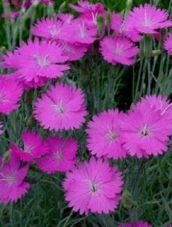 Fire Witch Dianthus Perennial - Spicy Fragrance! - Quart Pot -Plant Sale Shop dianthusfirewitch 16352.1619271172