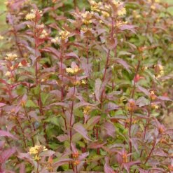 KODIAK® Red Bush Honeysuckle - 4" Pot - Diervilla - Proven Winners