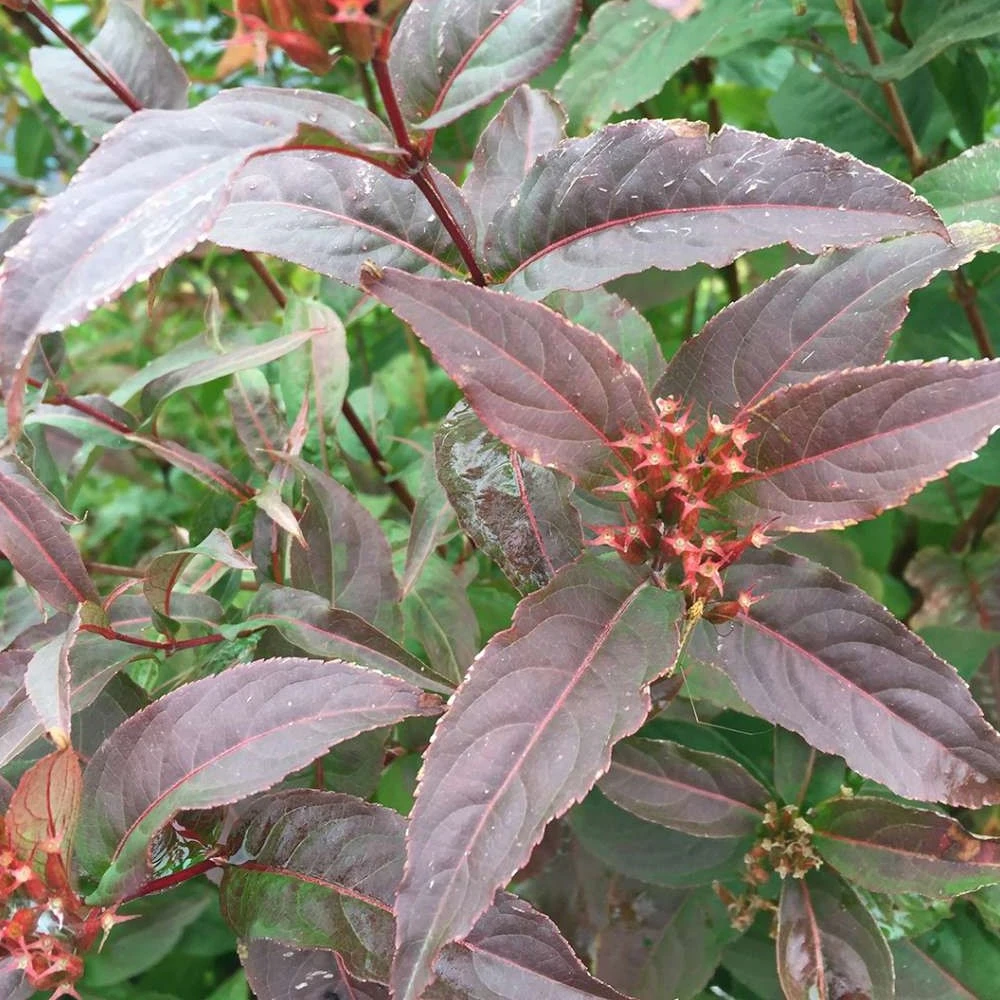 KODIAK® Red Bush Honeysuckle - 4" Pot - Diervilla - Proven Winners 2 KODIAK® Red Bush Honeysuckle - 4" Pot - Diervilla - Proven Winners - Image 2