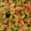DOUBLE PLAY® CANDY CORN® Spirea - 4" Pot - Proven Winners