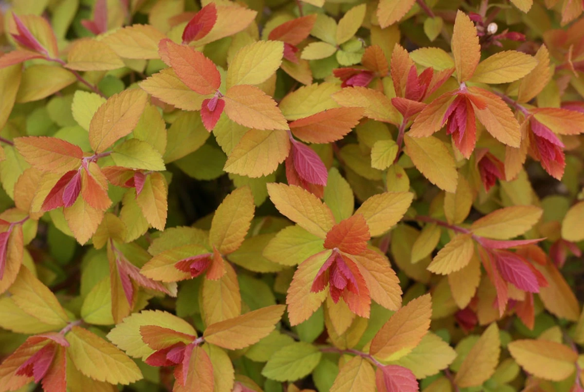 DOUBLE PLAY® CANDY CORN® Spirea - 4" Pot - Proven Winners 1 DOUBLE PLAY® CANDY CORN® Spirea - 4" Pot - Proven Winners