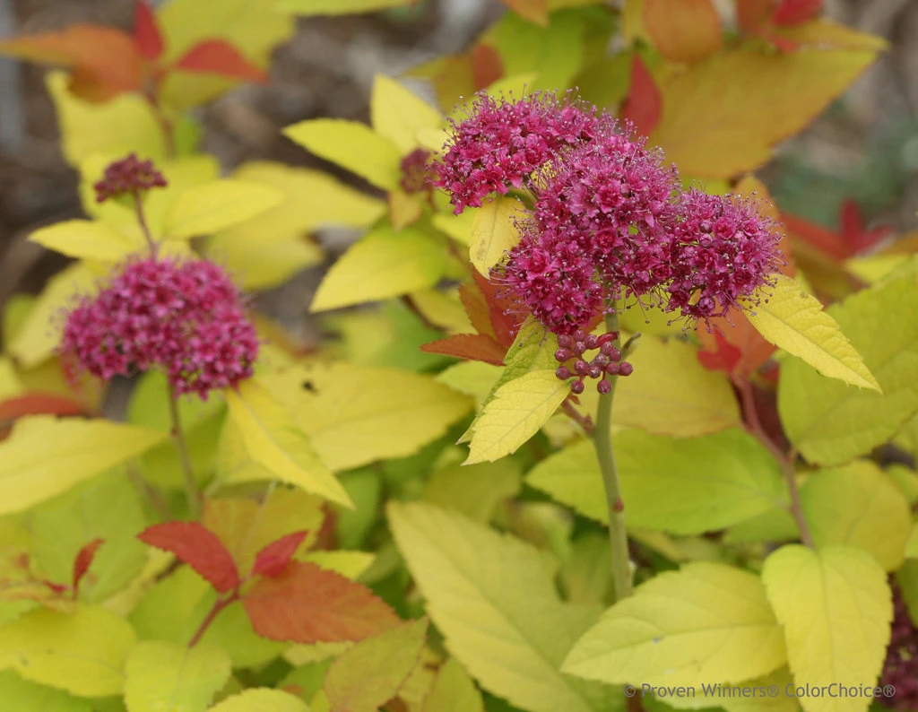 DOUBLE PLAY® CANDY CORN® Spirea - 4" Pot - Proven Winners 3 DOUBLE PLAY® CANDY CORN® Spirea - 4" Pot - Proven Winners - Image 3