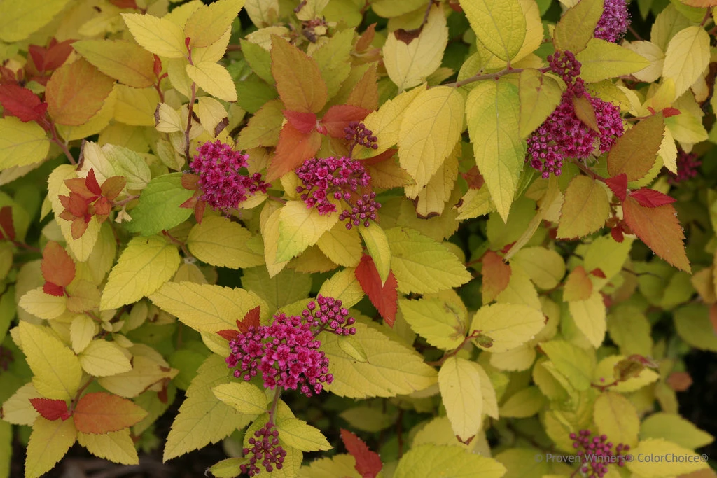 DOUBLE PLAY® CANDY CORN® Spirea - 4" Pot - Proven Winners 2 DOUBLE PLAY® CANDY CORN® Spirea - 4" Pot - Proven Winners - Image 2