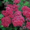 Double Play® Red Spiraea - 4" Pot - Proven Winners